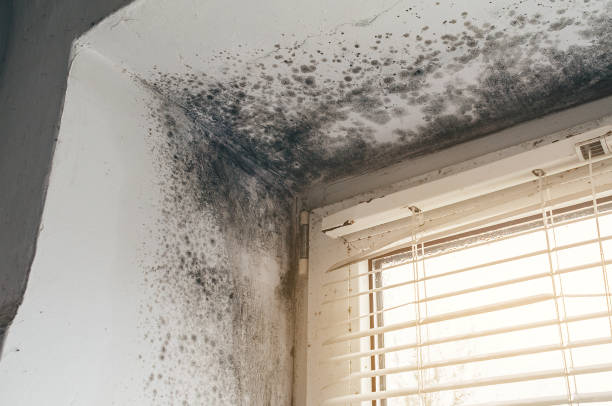 Affordable Bathroom Mold Removal solutions in Linden, MI